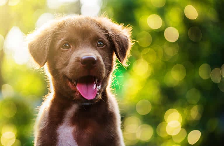 Diese Hunderassen sind für Familien geeignet: Familienhunde für Anfänger