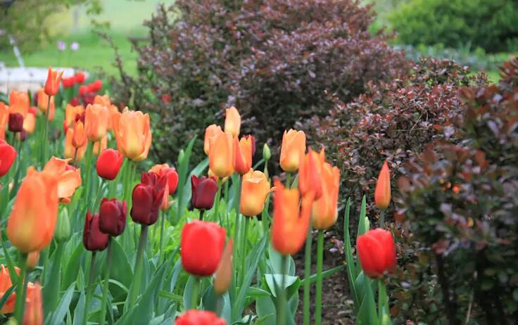 Die 10 schönsten Frühlingsblumen für Garten, Terrasse und Balkon